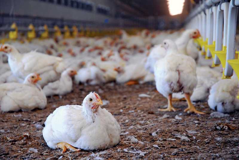 Farm/Poultry Management System